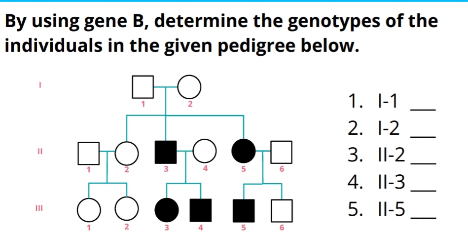 By using gene B, determine the genotypes of the 
individuals in the given pedigree below. 
1+ 
1. |- _ 
2. 1 - 2 _ 
Ⅱ 
3. 11 - 2 _ 
4.I |_ ? _ 
II 
5. ||-^□  _
1 3 4 5 6