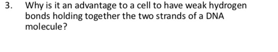 Why is it an advantage to a cell to have weak hydrogen 
bonds holding together the two strands of a DNA 
molecule?