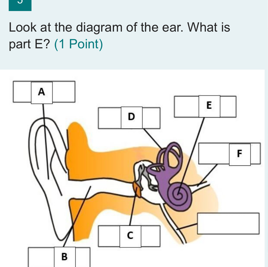 Look at the diagram of the ear. What is 
part E? (1 Point)