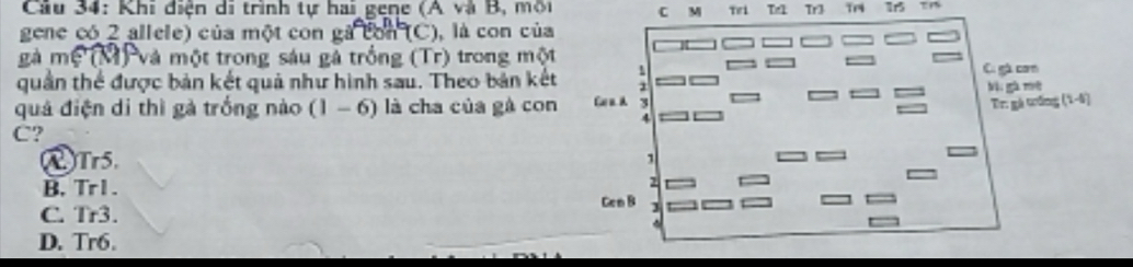 Khi điện di trình tự hai gene (A và B, mội C M Ti Tr2 Trz
gene có 2 allele) của một con gà con (C), là con của
gà mẹ (M) và một trong sáu gả trồng (Tr) trong một
quân thể được bản kết quả như hình sau. Theo bản kết
quả điện di thì gà trồng nào (1-6) là cha của gà con
C?
①Tr5.
B, Tr1.
C. Tr3.
D. Tr6.