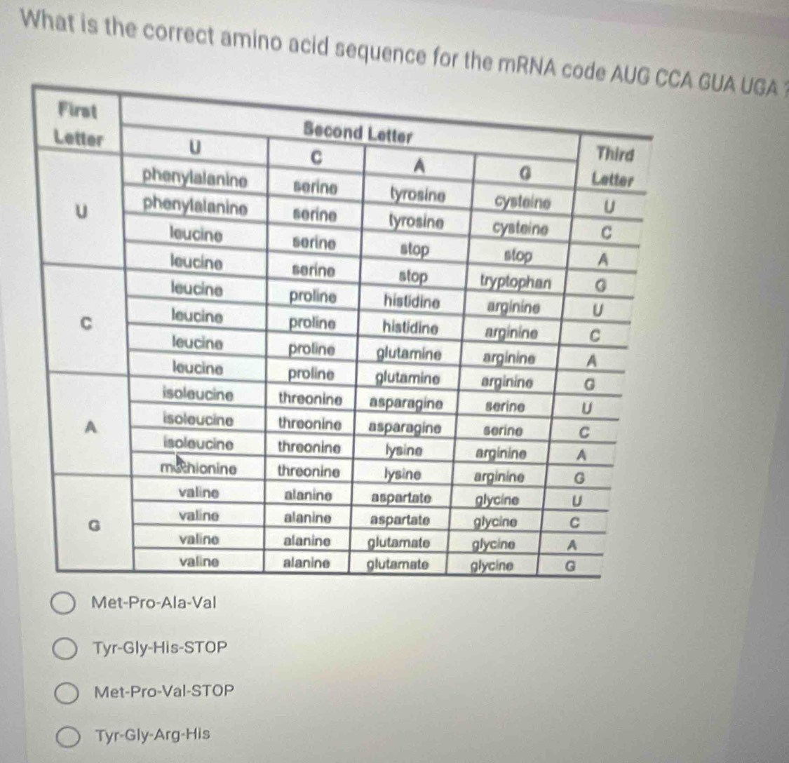 What is the correct amino acid sequence for the mRNA UA UGA
Met-Pro-Ala-Val
Tyr-Gly-His-STOP
Met-Pro-Val-STOP
Tyr-Gly-Arg-His