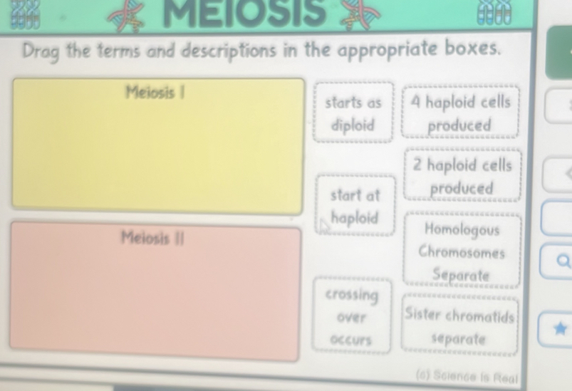 6996 MEIOSIS
Drag the terms and descriptions in the appropriate boxes.
Meiosis |
starts as A haploid cells
diploid produced
2 haploid cells
start at produced
haploid Homologous
Meiosis II Chromosomes a
Separate
crossing
over Sister chromatids
occurs separate
(s) Science is Real