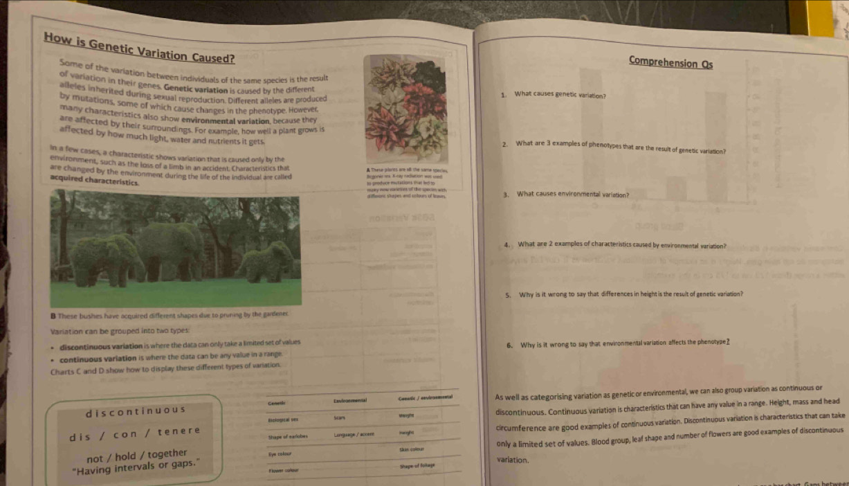 How is Genetic Variation Caused?
Comprehension Qs
Some of the variation between individuals of the same species is the result
of variation in their genes. Genetic variation is caused by the different 1. What causes genetic variation?
alleles inherited during sexual reproduction. Different alleles are produced
by mutations, some of which cause changes in the phenotype. However,
many characteristics also show environmental variation, because they
are affected by their surroundings. For example, how well a plant grows is 2. What are 3 examples of phenotypes that are the result of genetic variation?
affected by how much light, water and nutrients it gets.
In a few cases, a characteristic shows variation that is caused only by the
environment, such as the loss of a timb in an accident. Characteristics that  Thurse pilants are all the some sperie.
are changed by the environment during the life of the individual are called Segonar rs E cay naciation was sone
acquired characteristics.
to produce eutations that led to
nuvy now variestes of the specim wert 
d ferens shapes and octours of leavn. 3. What causes environmental variation?
4. What are 2 examples of characteristics caused by environmental variation?
S. Why is it wrong to say that differences in height is the result of genetic variation?
B These bushes have acquired different shapes due to pruning by the gardener
Variation can be grouped into two types
discontinuous variation is where the data can only take a limited set of values 6. Why is it wrong to say that environmental variation affects the phenotype?
continuous varlation is where the data can be any value in a range.
Charts C and D show how to display these different types of variation.
discontinuous Genezis Conadic / eevironmental As well as categorising variation as genetic or environmental, we can also group variation as continuous or
Elological v= Weogtht discontinuous. Continuous variation is characteristics that can have any value in a range. Height, mass and head
Shape of earlobes Language,' abrent Height_ circumference are good examples of continuous variation. Discontinuous variation is characteristics that can take
dis / con / tenere
only a limited set of values. Blood group, leaf shape and number of flowers are good examples of discontinuous
not / hold / together
"Having intervals or gaps." Eye colaur
variation.
Shape of folkage