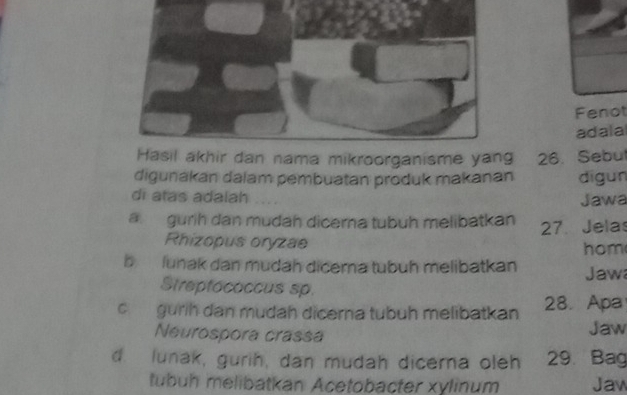 Fenot
adala
Hasil akhir dan nama mikroorganisme yang 26. Sebu
digunákan dalam pembuatan produk makanan digun
di atas adalah Jawa
a. gurih dan mudah dicerna tubuh melibatkan 27. Jelas
Rhizopus oryzae
hom
b lunak dan mudah dicerna tubuh melibatkan Jaw
Streptococcus sp.
c gurih dan mudah dicerna tubuh melibatkan 28. Apa
Neurospora crassa Jaw
d. lunak, gurih, dan mudah dicema oleh 29. Bag
tubuh melibatkan Acetobacter xylinum Jaw