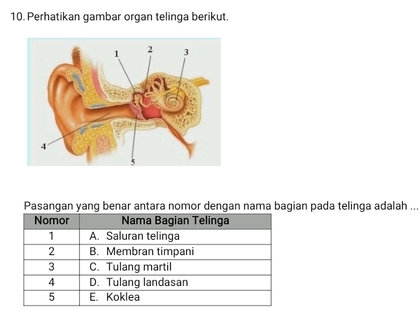 Telah dijawab:Perhatikan gambar organ telinga berikut. Pasangan yang ...