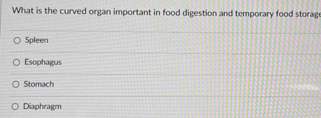 What is the curved organ important in food digestion and temporary food storage
Spleen
Esophagus
Stomach
Diaphragm