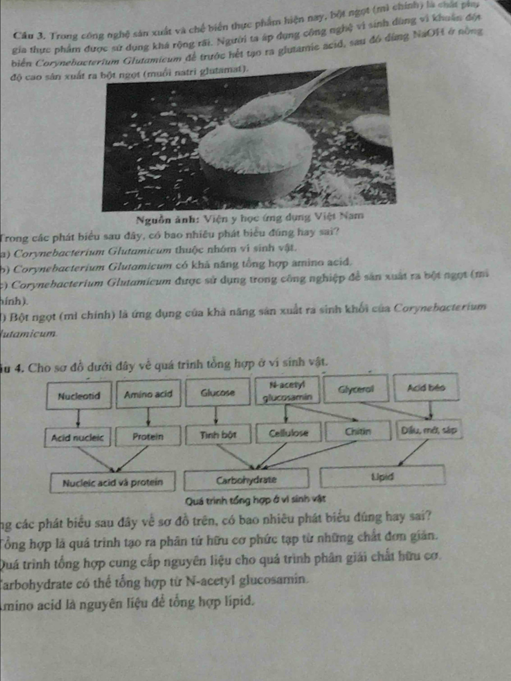 Trong công nghệ sản xuất và chế biển thực phẩm hiện nay, bột ngọt (mì chính) là chất phụ
gia thực phẩm được sứ dụng khá rộng rãi. Người ta áp dụng công nghệ vì sinh dùng vì khoán đếi
biển Corynebu Glutamicum đề trước hết tạo ra glutamic acid, sau đó đùng NaOH ở nòng
độ cao sân xuấ
Nguồn ảnh: Viện y học ứng dụng Việt Nam
Trong các phát biểu sau đây, có bao nhiều phát biểu đúng hay sai?
a) Corynebacterium Glutamicum thuộc nhóm vi sinh vật.
b) Corynebacterium Glutamicum có khả năng tổng hợp amino acid.
c) Corynebacterium Glutamicum được sử dụng trong công nghiệp đề sản xuất ra bột ngọt (m
hính ).
) Bột ngọt (mì chính) là ứng dụng của khả năng sản xuất ra sinh khối của Corynebocterium
lutamicum
iu 4. Cho sơ đồ dưới đây về quá trình tổng hợp ở ví sính vật.
N-acetyl
Nucleotid Amino acid Glucose glucosamin Glyceral Acid beo
Acid nucleic Protein Tình bột Cellulose Chitin Dầu, mớ, sáp
Nucleic acid và protein Carbohydrate Upid
Quá trình tổng hợp ở vì sinh vật
ng các phát biểu sau đây về sơ đồ trên, có bao nhiêu phát biểu đúng hay sai?
Tổng hợp là quả trình tạo ra phân tứ hữu cơ phức tạp từ những chất đơn giản.
Quá trình tổng hợp cung cấp nguyên liệu cho quả trình phân giải chất hữu cơ.
Carbohydrate có thể tổng hợp từ N-acetyl glucosamin.
Amino acid là nguyên liệu đề tổng hợp lípid.
