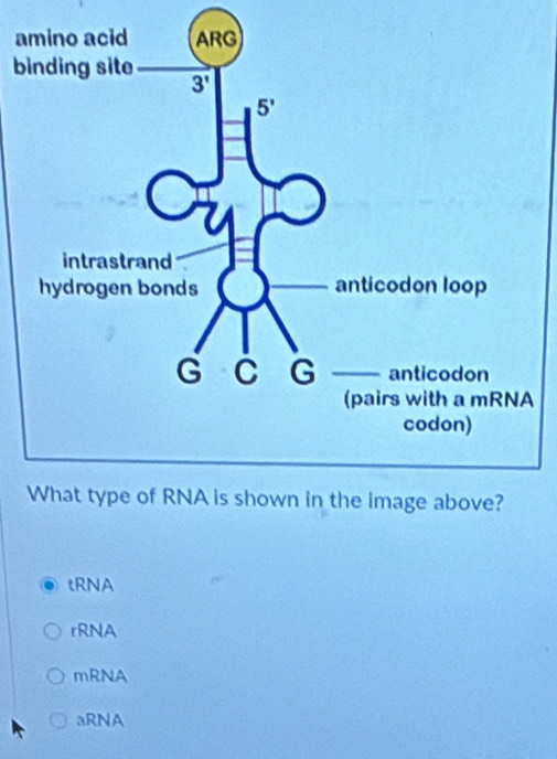 a
b
tRNA
rRNA
mRNA
aRNA