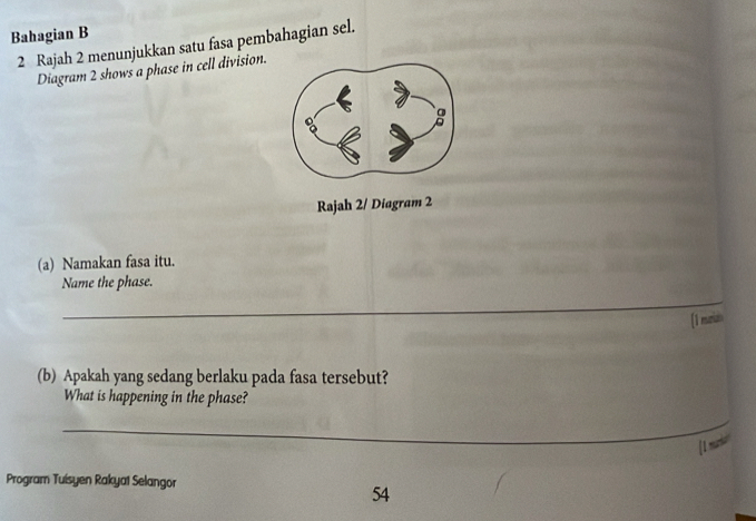 Bahagian B 
2 Rajah 2 menunjukkan satu fasa pembahagian sel. 
Diagram 2 shows a phase in cell division. 
Rajah 2/ Diagram 2 
(a) Namakan fasa itu. 
Name the phase. 
_ 
[1 murizs 
(b) Apakah yang sedang berlaku pada fasa tersebut? 
What is happening in the phase? 
_ 
Program Tuisyen Rakya1 Selangor 
54