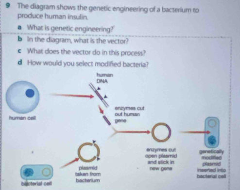 The diagram shows the genetic engineering of a bacterium to 
produce human insulin. 
a What is genetic engineering? 
b In the diagram, what is the vector? 
c What does the vector do in this process? 
d How would you select modified bacteria? 
bacterial cell