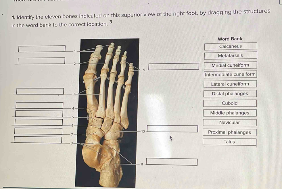 Identify the eleven bones indicated on this superior view of the right foot, by dragging the structures
in the word bank to the correct location. 3
Word Bank
Calcaneus
Metatarsals
Medial cuneiform
Intermediate cuneiform
Lateral cuneiform
Distal phalanges
Cuboid
Middle phalanges
Navicular
Proximal phalanges
Talus