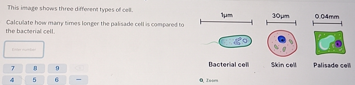 Solved: This image shows three different types of cell. 1μm 30μm 0.04mm ...