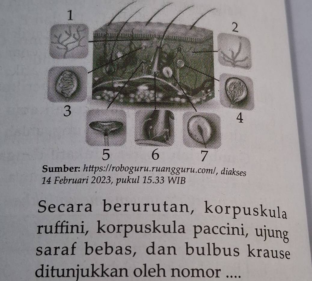 Februari 2023, pukul 15.33 WIB 
Secara berurutan, korpuskula 
ruffini, korpuskula paccini, ujung 
saraf bebas, dan bulbus krause 
ditunjukkan oleh nomor ....