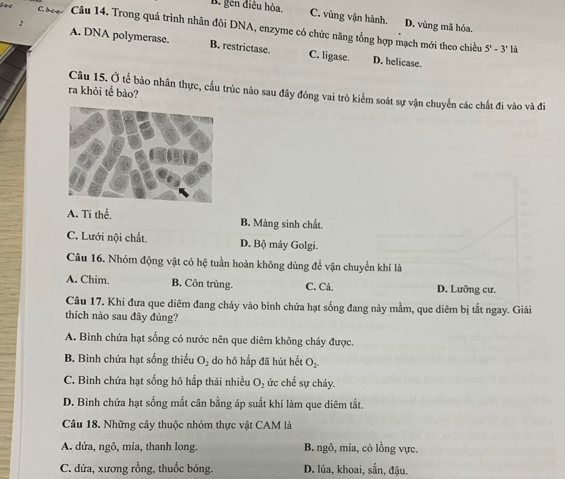 B. gen điều hòa. C. vùng vận hành. D. vùng mã hóa.
d-a-e C. b-c-e-- Câu 14. Trong quá trình nhân đôi DNA, enzyme có chức năng tổng hợp mạch mới theo chiều
2 B. restrictase.
A. DNA polymerase. C. ligase. D. helicase.
5'-3' là
ra khỏi tế bào?
Câu 15. Ở tế bào nhân thực, cấu trúc nào sau đây đóng vai trò kiểm soát sự vận chuyển các chất đi vào và đi
A. Ti thể.
B. Màng sinh chất.
C. Lưới nội chất. D. Bộ máy Golgi.
Câu 16. Nhóm động vật có hệ tuần hoàn không dùng để vận chuyển khí là
A. Chim. B. Côn trùng. C. Cá. D. Lưỡng cư.
Câu 17. Khi đưa que diêm đang cháy vào bình chứa hạt sống đang này mầm, que diêm bị tắt ngay. Giải
thích nào sau đây đúng?
A. Bình chứa hạt sống có nước nên que diêm không cháy được.
B. Bình chứa hạt sống thiếu O_2 do hô hấp đã hút hết O_2.
C. Bình chứa hạt sống hô hấp thải nhiều O_2 ức chế sự cháy.
D. Bình chứa hạt sống mất cân bằng áp suất khí làm que diêm tắt.
Câu 18. Những cây thuộc nhóm thực vật CAM là
A. dứa, ngô, mía, thanh long. B. ngô, mía, cỏ lồng vực.
C. dứa, xương rồng, thuốc bỏng. D. lúa, khoai, sắn, đậu.