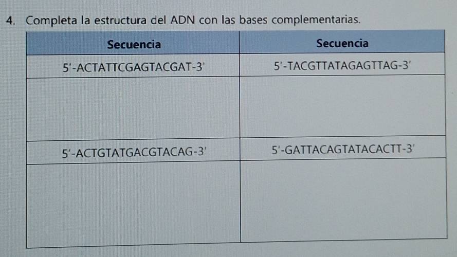 Completa la estructura del ADN con las bases complementarias.