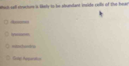 Which cell structure is likely to be abundant inside cells of the hear
lysosames
mitachandris
(Gulg) Apparatus