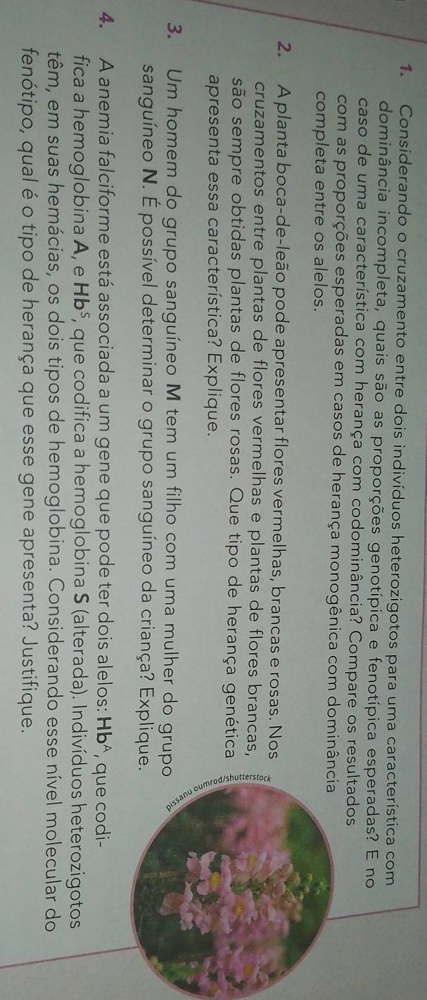 Considerando o cruzamento entre dois indivíduos heterozigotos para uma característica com 
dominância incompleta, quais são as proporções genotípica e fenotípica esperadas? E no 
caso de uma característica com herança com codominância? Compare os resultados 
com as proporções esperadas em casos de herança monogênica com dominância 
completa entre os alelos. 
2. A planta boca-de-leão pode apresentar flores vermelhas, brancas e rosas. Nos 
cruzamentos entre plantas de flores vermelhas e plantas de flores brancas, 
são sempre obtidas plantas de flores rosas. Que tipo de herança genética 
apresenta essa característica? Explique. 
3. Um homem do grupo sanguíneo M tem um filho com uma mulher do grup 
sanguíneo N. É possível determinar o grupo sanguíneo da criança? Explique 
4. A anemia falciforme está associada a um gene que pode ter dois alelos: Hb^A , que codi- 
fica a hemoglobina A, e Hb^S F, que codifica a hemoglobina S (alterada). Indivíduos heterozigotos 
têm, em suas hemácias, os dois tipos de hemoglobina. Considerando esse nível molecular do 
fenótipo, qual é o tipo de herança que esse gene apresenta? Justifique.