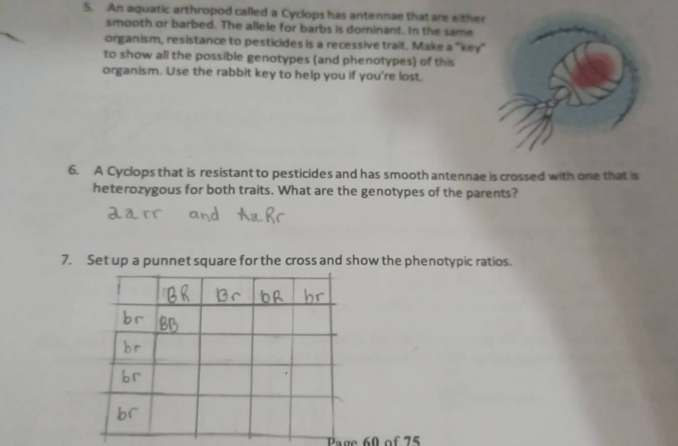 An aquatic arthropod called a Cyclops has antennae that are either 
smooth or barbed. The allele for barbs is dominant. In the same 
organism, resistance to pesticides is a recessive trait. Make a "key" 
to show all the possible genotypes (and phenotypes) of this 
organism. Use the rabbit key to help you if you're lost. 
6. A Cyclops that is resistant to pesticides and has smooth antennae is crossed with one that is 
heterozygous for both traits. What are the genotypes of the parents? 
7. Set up a punnet square for the cross and show the phenotypic ratios. 
Page 60 of 75