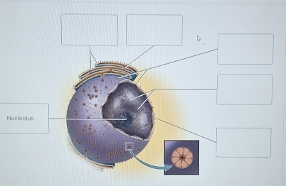 Nucleolus