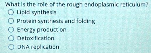 What is the role of the rough endoplasmic reticulum?
Lipid synthesis
Protein synthesis and folding
Energy production
Detoxification
DNA replication