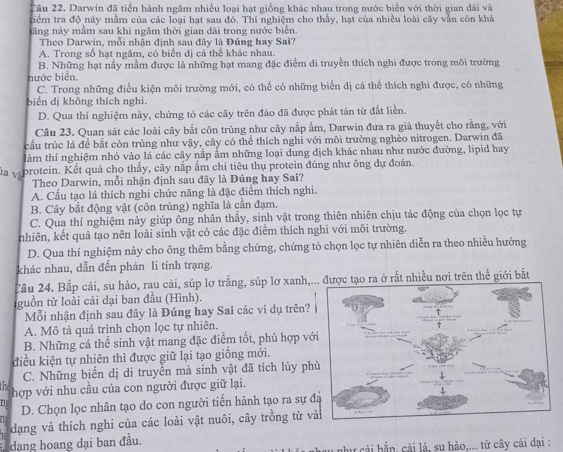 Darwin đã tiến hành ngâm nhiều loại hạt giống khác nhau trong nước biển với thời gian dài và
tiểm tra độ nảy mầm của các loại hạt sau đó. Thí nghiệm cho thấy, hạt của nhiều loài cây vẫn còn khả
năng nảy mầm sau khi ngâm thời gian dài trong nước biển.
Theo Darwin, mỗi nhận định sau đây là Đúng hay Sai?
A. Trong số hạt ngâm, có biến dị cá thể khác nhau.
B. Những hạt nầy mầm được là những hạt mang đặc điểm di truyền thích nghi được trong môi trường
nước biển.
C. Trong những điều kiện môi trường mới, có thể có những biển dị cá thể thích nghi được, có những
biến dị không thích nghi.
D. Qua thí nghiệm này, chứng tỏ các cây trên đảo đã được phát tán từ đất liền.
Câu 23. Quan sát các loài cây bắt côn trùng như cây nắp ấm, Darwin đưa ra giả thuyết cho rằng, với
cấu trúc lá để bắt còn trùng như vậy, cây có thể thích nghi với môi trường nghèo nitrogen. Darwin đã
làm thí nghiệm nhỏ vào lá các cây nắp ẩm những loại dung dịch khác nhau như nước đường, lipid hay
la và protein. Kết quả cho thấy, cây nắp ấm chỉ tiêu thụ protein đúng như ông dự đoán.
Theo Darwin, mỗi nhận định sau đây là Đúng hay Sai?
A. Cấu tạo lá thích nghi chức năng là đặc điểm thích nghi.
B. Cây bắt động vật (côn trùng) nghĩa là cần đạm.
C. Qua thí nghiệm này giúp ông nhân thấy, sinh vật trong thiên nhiên chịu tác động của chọn lọc tự
nhiên, kết quả tạo nên loài sinh vật có các đặc điểm thích nghi với môi trường.
D. Qua thí nghiệm này cho ông thêm bằng chứng, chứng tỏ chọn lọc tự nhiên diễn ra theo nhiều hướng
khác nhau, dẫn đến phản li tính trạng.
Câu 24. Bắp cải, su hào, rau cải, súp lơ trắng, súp lơ xanh,.o ra ở rất nhiều nơi trên thế giới bắt
nguồn từ loài cải dại ban đầu (Hình).
Mỗi nhận định sau đây là Đúng hay Sai các ví dụ trên?
A. Mô tả quá trình chọn lọc tự nhiên.
B. Những cá thể sinh vật mang đặc điểm tốt, phù hợp vớ
điều kiện tự nhiên thì được giữ lại tạo giống mới.
C. Những biến dị di truyền mà sinh vật đã tích lủy ph
the
hợp với nhu cầu của con người được giữ lại.
ng D. Chọn lọc nhân tạo do con người tiến hành tạo ra sự đ
I
dạng và thích nghi của các loài vật nuôi, cây trồng từ v
dang hoang dại ban đầu.
nu cải bắn, cải lá, su hào,... từ cây cải dại :