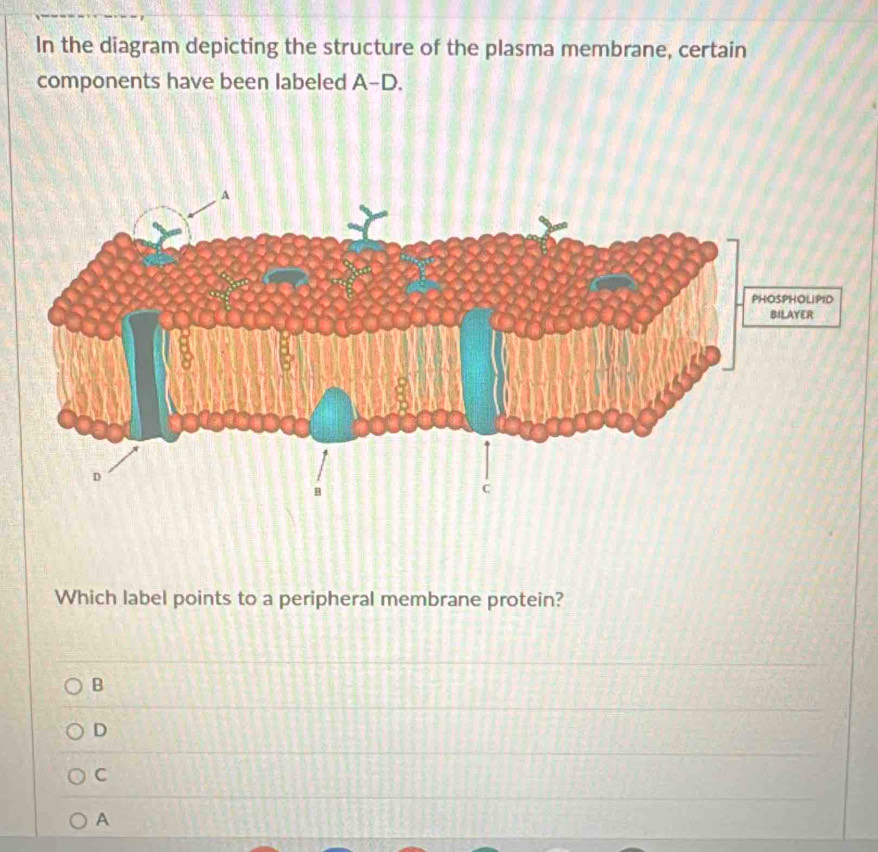 In the diagram depicting the structure of the plasma membrane, certain
components have been labeled A-D. 
Which label points to a peripheral membrane protein?
B
D
C
A