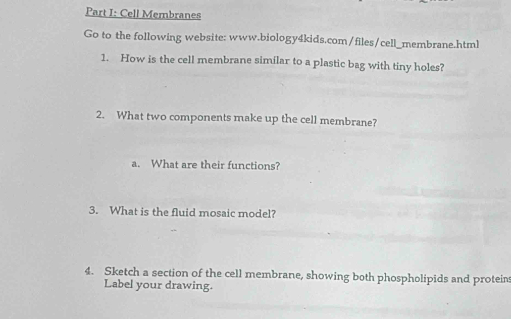 Cell Membranes 
Go to the following website: www.biology4kids.com/files/cell_membrane.html 
1. How is the cell membrane similar to a plastic bag with tiny holes? 
2. What two components make up the cell membrane? 
a. What are their functions? 
3. What is the fluid mosaic model? 
4. Sketch a section of the cell membrane, showing both phospholipids and protein 
Label your drawing.