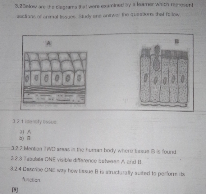 3.2Below are the diagrams that were examined by a learner which represent 
sections of animal tissues. Study and answer the questions that follow. 
A 
3.2.1 Identify tissue: 
a) A
b) B 
3.2.2 Mention TWO areas in the human body where tissue B is found. 
3.2.3 Tabulate ONE visible difference between A and B. 
3.2.4 Describe ONE way how tissue B is structurally suited to perform its 
function. 
[9]