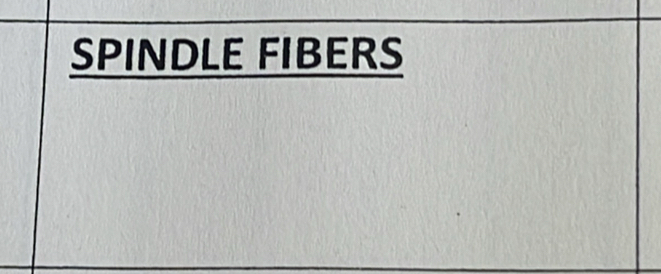 SPINDLE FIBERS