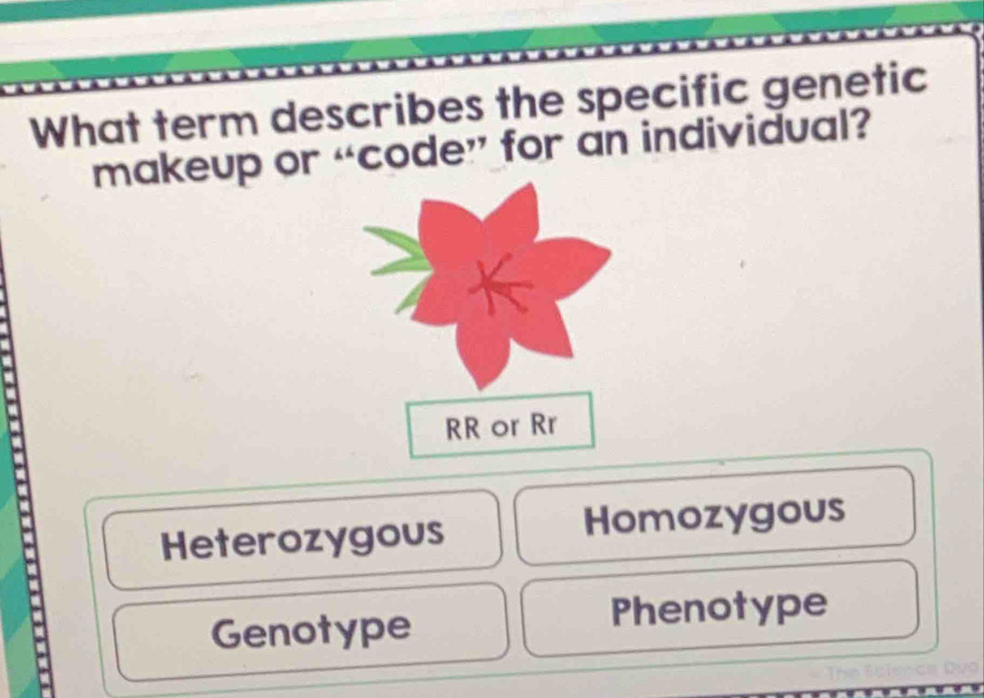 What term describes the specific genetic
makeup or “code” for an individual?
Heterozygous Homozygous
Genotype Phenotype