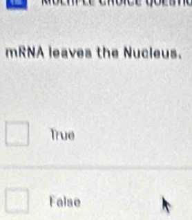 mRNA leaves the Nucleus.
True
False