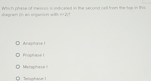 Which phase of melosis is indicated in the second cell from the top in this
diagram (in an orqanism with n=2) ,
Anaphase l
Prophase I
Metaphase I
Telophase I