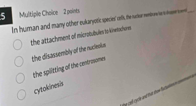 In human and many other eukaryotc species'cells, the nuclear meebrars has to demer to _
the attachment of microtubules to kinetochores
the disassembly of the nucleolus
the splitting of the centrosomes
cytokinesis
the cel cycle and that show flactusliney e .