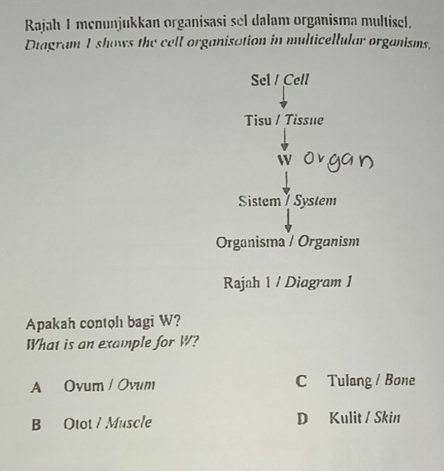 Rajah I menunjukkan organisasi sel dalam organisma multisel.
Diagram I shows the cell organisation in multicellular organisms.
Sel / Cell
Tisu / Tissue
Sistem / System
Organisma / Organism
Rajah 1 / Diagram 1
Apakah contoh bagi W?
What is an example for W?
A Ovum / Ovum C Tulang / Bone
B Otot / Muscle D Kulit / Skin