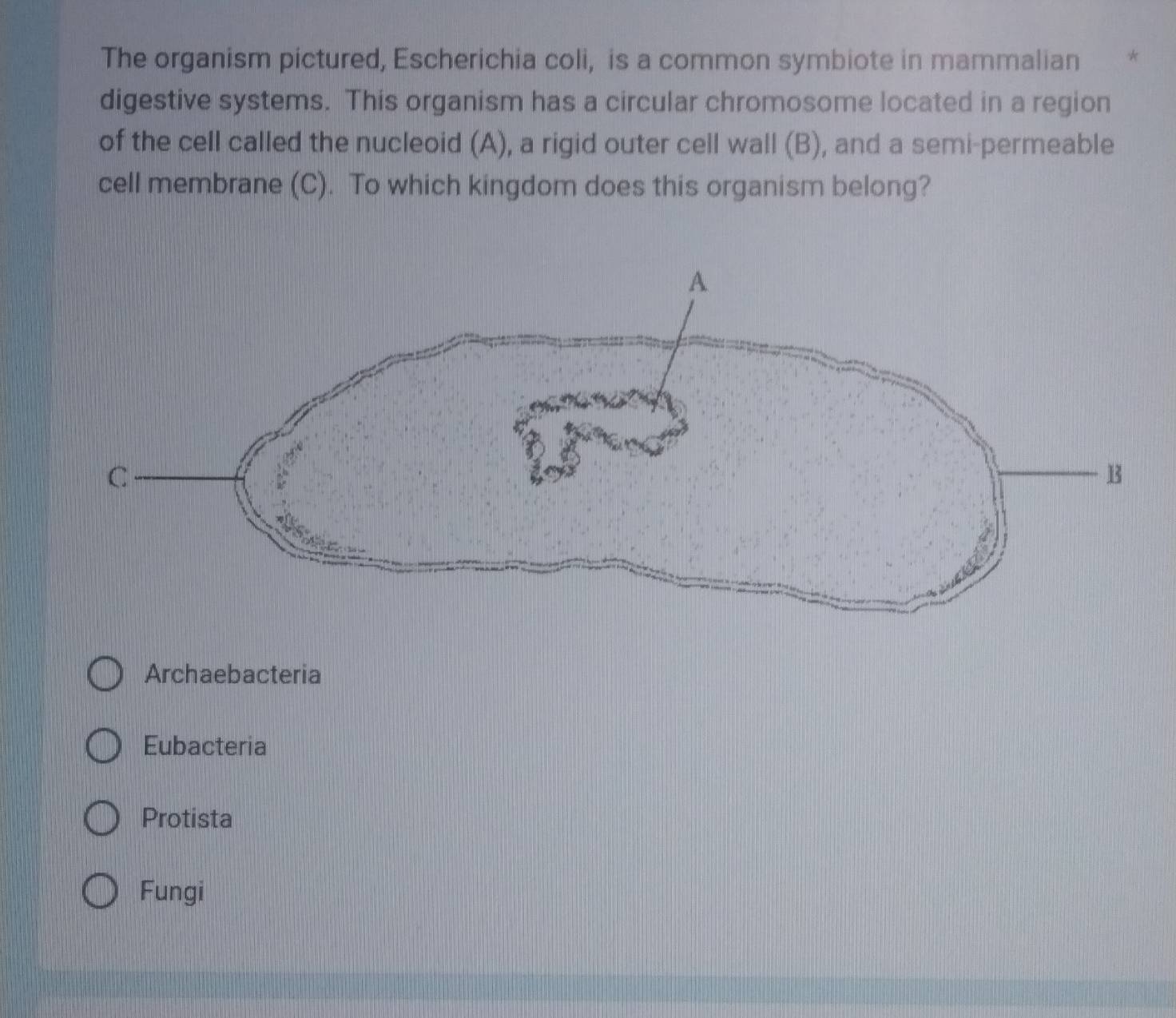 The organism pictured, Escherichia coli, is a common symbiote in mammalian
digestive systems. This organism has a circular chromosome located in a region
of the cell called the nucleoid (A), a rigid outer cell wall (B), and a semi-permeable
cell membrane (C). To which kingdom does this organism belong?
Archaebacteria
Eubacteria
Protista
Fungi