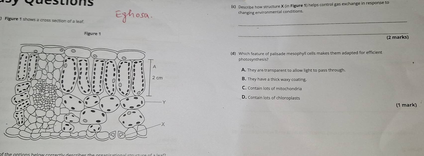 que stion s 
(c) Describe how structure X (in Figure 1) helps control gas exchange in response to
changing environmental conditions.
) Figure 1 shows a cross section of a leaf.
_
Figure 1
_
(2 marks)
(d) Which feature of palisade mesophyll cells makes them adapted for efficient
photosynthesis?
A. They are transparent to allow light to pass through.
B. They have a thick waxy coating.
C. Contain lots of mitochondria
D. Contain lots of chloroplasts
(1 mark)
of the options below correctly describ es the organisational structur e of