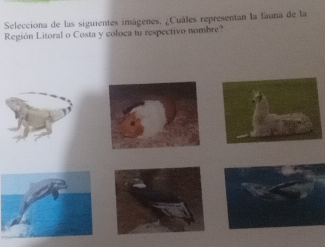 Selecciona de las siguientes imágenes, ¿Cuáles representan la fauna de la 
Región Litoral o Costa y coloca tu respectivo nombre?