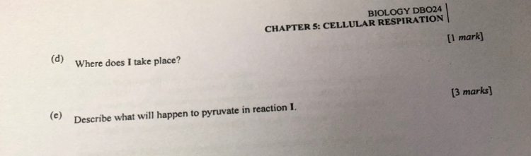 CHAPTER 5: CELLULAR RESPIRATION BIOLOGY DBO24 
[1 mark] 
(d) Where does I take place? 
[3 marks] 
(e) Describe what will happen to pyruvate in reaction I.