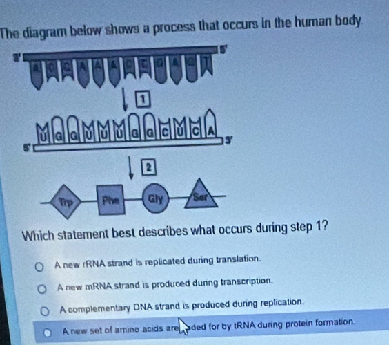 The diagram below shows a process that occurs in the human body.
Which statement best describes what occurs during step 1?
A new rRNA strand is replicated during translation.
A new mRNA strand is produced dunng transcription.
A complementary DNA strand is produced during replication.
A new set of amino acids are  aded for by tRNA during protein formation.