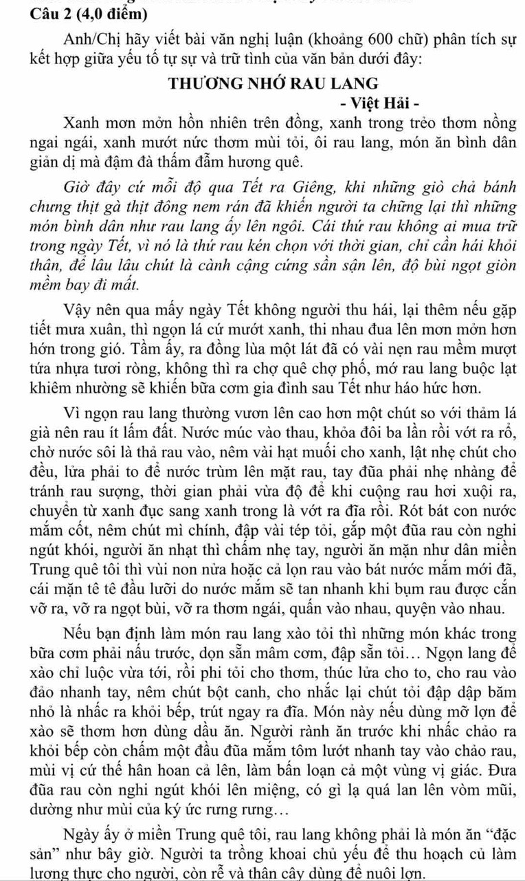 (4,0 điểm)
Anh/Chị hãy viết bài văn nghị luận (khoảng 600 chữ) phân tích sự
kết hợp giữa yếu tố tự sự và trữ tình của văn bản dưới đây:
THươNG NHỚ RAU LANG
- Việt Hải -
Xanh mơn mởn hồn nhiên trên đồng, xanh trong trẻo thơm nồng
ngai ngái, xanh mướt nức thơm mùi tôi, ôi rau lang, món ăn bình dân
giản dị mà đậm đà thấm đẫm hương quê.
Giờ đây cứ mỗi độ qua Tết ra Giêng, khi những giò chả bánh
chưng thịt gà thịt đông nem rán đã khiến người ta chững lại thì những
món bình dân như rau lang ẩy lên ngôi. Cái thứ rau không ại mua trữ
trong ngày Tết, vì nó là thứ rau kén chọn với thời gian, chỉ cần hái khỏi
thân, để lâu lâu chút là cành cậng cứng sần sận lên, độ bùi ngọt giòn
mềm bay đi mất.
Vậy nên qua mấy ngày Tết không người thu hái, lại thêm nếu gặp
tiết mưa xuân, thì ngọn lá cứ mướt xanh, thi nhau đua lên mơn mởn hơn
hớn trong gió. Tầm ấy, ra đồng lùa một lát đã có vài nẹn rau mềm mượt
tứa nhựa tươi ròng, không thì ra chợ quê chợ phố, mớ rau lang buộc lạt
khiêm nhường sẽ khiến bữa cơm gia đình sau Tết như háo hức hơn.
Vì ngọn rau lang thường vươn lên cao hơn một chút so với thảm lá
già nên rau ít lấm đất. Nước múc vào thau, khỏa đôi ba lần rồi vớt ra rồ,
chờ nước sôi là thả rau vào, nêm vài hạt muối cho xanh, lật nhẹ chút cho
đều, lửa phải to để nước trùm lên mặt rau, tay đũa phải nhẹ nhàng để
tránh rau sượng, thời gian phải vừa độ để khi cuộng rau hơi xuội ra,
chuyển từ xanh đục sang xanh trong là vớt ra đĩa rồi. Rót bát con nước
mắm cốt, nêm chút mì chính, đập vài tép tỏi, gắp một đũa rau còn nghi
ngút khói, người ăn nhạt thì chẩm nhẹ tay, người ăn mặn như dân miền
Trung quê tôi thì vùi non nửa hoặc cả lọn rau vào bát nước mắm mới đã,
cái mặn tê tê đầu lưỡi do nước mắm sẽ tan nhanh khi bụm rau được cắn
vỡ ra, vỡ ra ngọt bùi, vỡ ra thơm ngái, quấn vào nhau, quyện vào nhau.
Nếu bạn định làm món rau lang xào tỏi thì những món khác trong
bữa cơm phải nấu trước, dọn sẵn mâm cơm, đập sẵn tỏi... Ngọn lang để
xào chi luộc vừa tới, rồi phi tỏi cho thơm, thúc lửa cho to, cho rau vào
đảo nhanh tay, nêm chút bột canh, cho nhắc lại chút tỏi đập dập băm
nhỏ là nhấc ra khỏi bếp, trút ngay ra đĩa. Món này nếu dùng mỡ lợn để
xào sẽ thơm hơn dùng dầu ăn. Người rành ăn trước khi nhấc chảo ra
khỏi bếp còn chấm một đầu đũa mắm tôm lướt nhanh tay vào chảo rau,
mùi vị cứ thế hân hoan cả lên, làm bần loạn cả một vùng vị giác. Đưa
đũa rau còn nghi ngút khói lên miệng, có gì lạ quá lan lên vòm mũi,
dường như mùi của ký ức rưng rưng.
Ngày ấy ở miền Trung quê tôi, rau lang không phải là món ăn “đặc
săn'' như bây giờ. Người ta trồng khoai chủ yếu để thu hoạch củ làm
lương thưc cho người. còn rhat e và thân cây dùng để nuôi lơn.