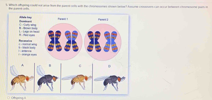 Which offspring could not arise from the parent cells with the chromosomes shown below? Assume crossovers can occur between chromosome pairs in 
the parent cells. 
Offspring A