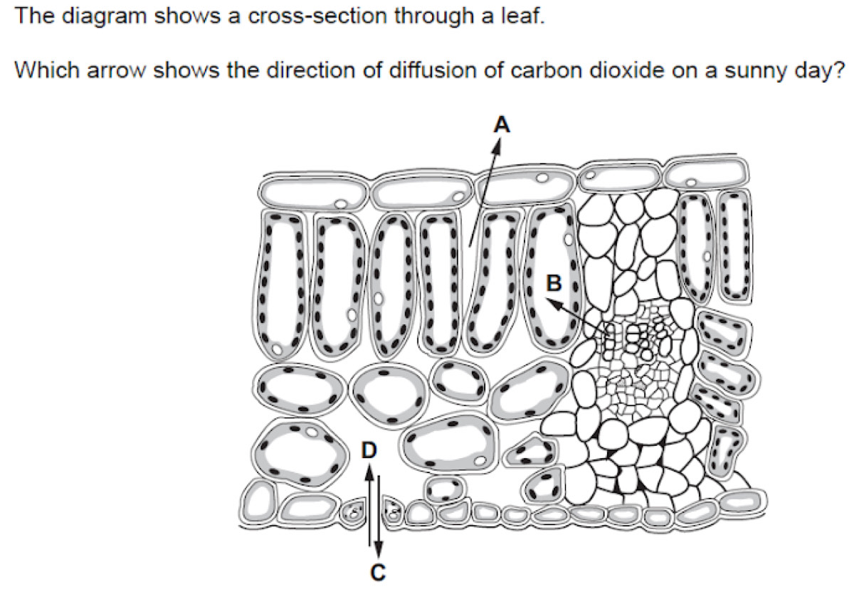 Solved: The diagram shows a cross-section through a leaf. Which arrow ...