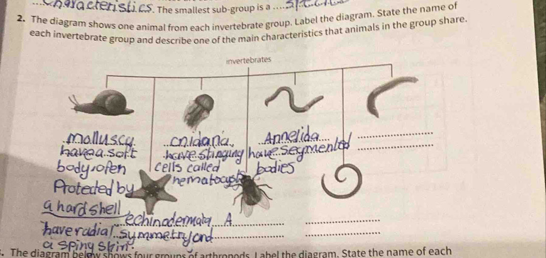 Solved: The smallest sub-group is a. 2. The diagram shows one animal ...