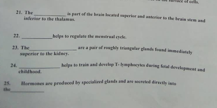 surface of cells. 
21. The_ is part of the brain located superior and anterior to the brain stem and 
inferior to the thalamus. 
22. _helps to regulate the menstrual cycle. 
23. The_ 
are a pair of roughly triangular glands found immediately 
superior to the kidney. 
24. _helps to train and develop T- lymphocytes during fetal development and 
childhood. 
25. Hormones are produced by specialized glands and are secreted directly into 
the_