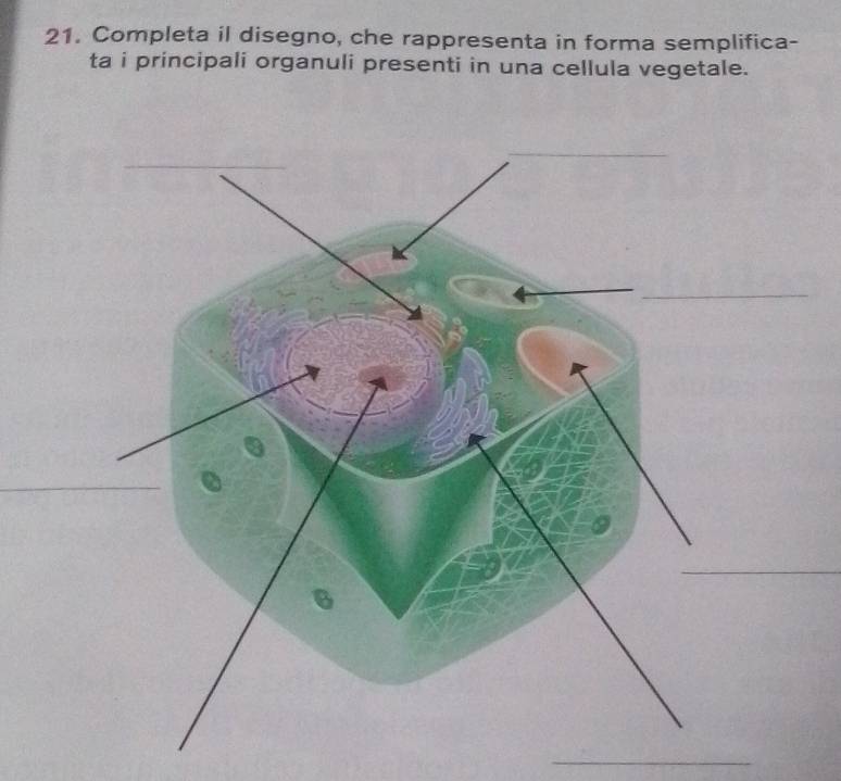 Completa il disegno, che rappresenta in forma semplifica- 
ta i principali organuli presenti in una cellula vegetale. 
_