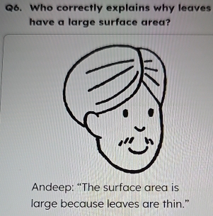 Who correctly explains why leaves 
have a large surface area? 
Andeep: “The surface area is 
large because leaves are thin.”