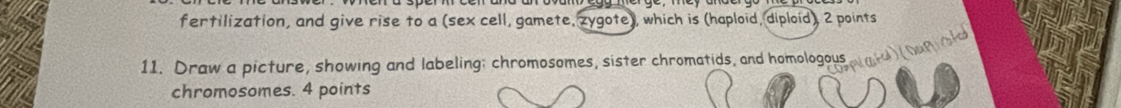 fertilization, and give rise to a (sex cell, gamete, zygote), which is (haploid, diploid) 2 points 
11. Draw a picture, showing and labeling; chromosomes, sister chromatids, and homologous Ctd)(Dapi/sted 
chromosomes. 4 points