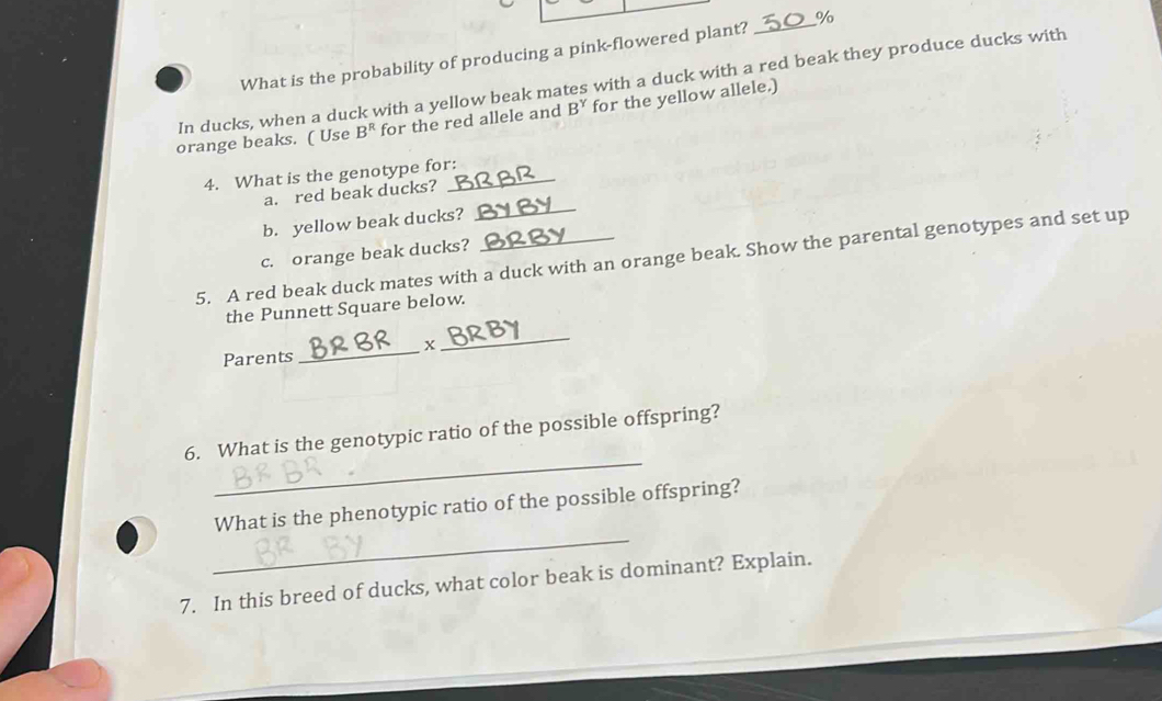 What is the probability of producing a pink-flowered plant? _ %
In ducks, when a duck with a yellow beak mates with a duck with a red beak they produce ducks with 
orange beaks. ( Use B^R for the red allele and B^Y for the yellow allele.) 
4. What is the genotype for: 
_ 
a. red beak ducks? 
b. yellow beak ducks? 
c. orange beak ducks? 
5. A red beak duck mates with a duck with an orange beak. Show the parental genotypes and set up 
the Punnett Square below. 
_x 
Parents 
_ 
_ 
6. What is the genotypic ratio of the possible offspring? 
_ 
What is the phenotypic ratio of the possible offspring? 
7. In this breed of ducks, what color beak is dominant? Explain.