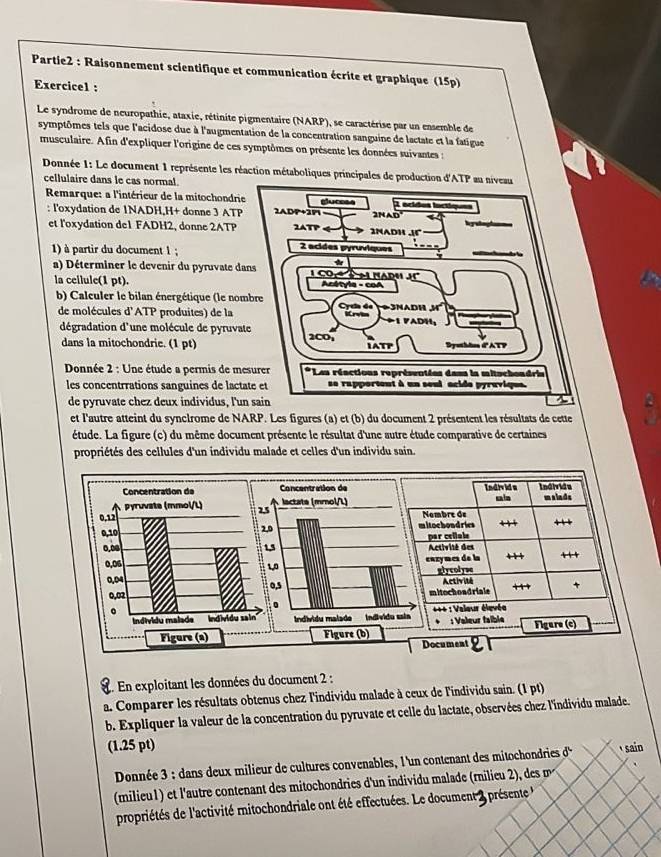 Partie2 : Raisonnement scientifique et communication écrite et graphique (15p)
Exercicel :
Le syndrome de neuropathie, ataxie, rétinite pigmentaire (NARP), se caractérise par un ensemble de
symptômes tels que l'acidose due à l'augmentation de la concentration sanguine de lactate et la fatique
musculaire. Afin d'expliquer l'origine de ces symptômes on présente les données suivantes :
Donnée 1: Le document 1 représente les réaction métaboliques principales de production d'ATP au niveau
cellulaire dans le cas normal.
Remarque: a l'intérieur de la mitochondrie glucess 3 acidos inctiques
: l'oxydation de 1NADH,H+ donne 3 ATP 2ADP+2P1 — 2NAD a
et l'oxydation de1 FADH2, donne 2ATP 2ATP 2NADH .15 hystogl
1) à partir du document 1 ; 2 acides pyruviques     
*
a) Déterminer le devenir du pyruvate dans  l C o   à   nar n    
la ceilule(1 pt).  Acétyle - coA
b) Calculer le bilan énergétique (le nombre  Cycla de Wrvla   3nadh m
de molécules d'ATP produites) de la ◆1 VADH,
dégradation d'une molécule de pyruvate 2CO,
dans la mitochondrie. (1 pt) IATP Bysthlos d'ATP
Donnée 2 : Une étude a permis de mesurer * Les réactions représentées dans la mitachendrin
les concentrrations sanguines de lactate et se rapportent à un seul acide pyruvique.
de pyruvate chez deux individus, l'un sain
et l'autre atteint du synclrome de NARP. Les figures (a) et (b) du document 2 présentent les résultats de cette
étude. La figure (c) du même document présente le résultat d'une autre étude comparative de certaines
propriétés des cellules d'un individu malade et celles d'un individu sain.
Individs Individe
cain mslade
ombre de
itochondrics
Activité des par cellule
enzymes de la  
alycolyse
mitochoadriale Activité +1 +
**+ : Valeur élevée * : Valeur faïble Figure (c)
Document
:  En exploitant les données du document 2 :
a. Comparer les résultats obtenus chez l'individu malade à ceux de l'individu sain. (1 pt)
b. Expliquer la valeur de la concentration du pyruvate et celle du lactate, observées chez l'individu malade.
(1.25 pt)  sain
Donnée 3 : dans deux milieur de cultures convenables, l'un contenant des mitochondries d
(milieu1) et l'autre contenant des mitochondries d'un individu malade (rnilieu 2), des m
propriétés de l'activité mitochondriale ont été effectuées. Le document 2 présente