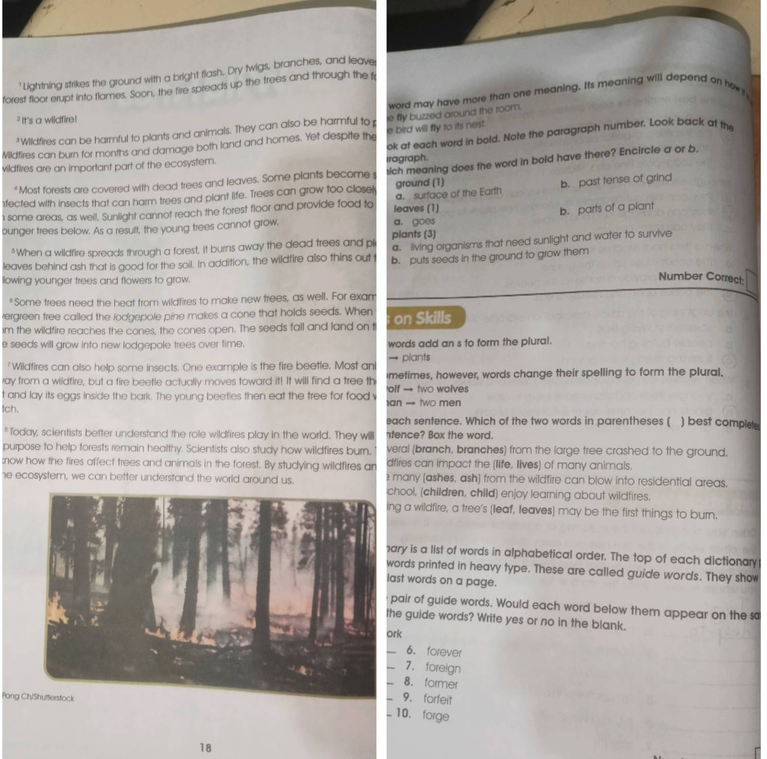 'Lightning strikes the ground with a bright flash. Dry twigs, branches, and leave
forest floor erupt into flames. Soon, the fire spreads up the trees and through the f
word may have more than one meaning. Its meaning will depend on how 
² It's a wildfire!
"Wildfires can be harmful to plants and animals. They can also be harmful to p e fly buzzed around the room.
ok at each word in bold. Note the paragraph number. Look back at the
Wildfires can burn for months and damage both land and homes. Yet despite the e bird will fly to its nest.
vildfires are an important part of the ecosystem. Iragraph.
“ Most forests are covered with dead trees and leaves. Some plants become s hich meaning does the word in bold have there? Encircle a or b.
fected with insects that can harm trees and plant life. Trees can grow too closel ground (1)
i some areas, as well. Sunlight cannot reach the forest floor and provide food to leaves (1) a. surface of the Earth b. past tense of grind
b. parts of a plant
bunger trees below. As a result, the young trees cannot grow. a. goes
plants (3)
*When a wildfire spreads through a forest, it burns away the dead trees and pl a. living organisms that need sunlight and water to survive
leaves behind ash that is good for the soil. In addition, the wildfire also thins out t b. puts seeds in the ground to grow them
llowing younger trees and flowers to grow.
Number Correct:
*Some trees need the heat from wildfires to make new trees, as well. For exam
ergreen tree called the lodgepole pine makes a cone that holds seeds. When
)m the wildfire reaches the cones, the cones open. The seeds fall and land on th on Skills
e seeds will grow into new lodgepole trees over time. words add an s to form the plural.
'Wildfires can also help some insects. One example is the fire beetle. Most ani → plants
ay from a wildfire, but a fire beetle actually moves toward it! It will find a tree th metimes, however, words change their spelling to form the plural.
olf → two wolves
t and lay its eggs inside the bark. The young beetles then eat the tree for food v an → two men
tch.
each sentence. Which of the two words in parentheses ( ) best complete
*Today, scientists better understand the role wildfires play in the world. They will ntence? Box the word.
purpose to help forests remain healthy. Scientists also study how wildfires burn. veral (branch, branches) from the large tree crashed to the ground,
:now how the fires affect trees and animals in the forest. By studying wildfires an dfires can impact the (life, lives) of many animals.
he ecosystem, we can better understand the world around us. e many (ashes, ash) from the wildfire can blow into residential areas,
hool, (children, child) enjoy learning about wildfires.
ng a wildfire, a tree's (leaf, leaves) may be the first things to burn.
ary is a list of words in alphabetical order. The top of each dictionary
ords printed in heavy type. These are called guide words. They show
ast words on a page.
pair of guide words. Would each word below them appear on the sa
he guide words? Write yes or no in the blank.
ork
6. forever
7. foreign
8. former
Pong  9. forfeit
10. forge
18